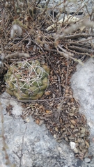 Thelocactus hexaedrophorus hexaedrophorus