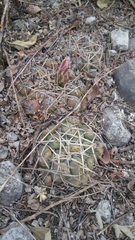 Thelocactus hexaedrophorus hexaedrophorus