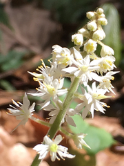 Tiarella