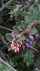 Vaccinium floribundum