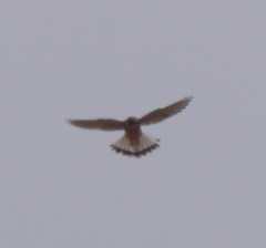 Falco tinnunculus canariensis