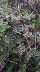 Vaccinium floribundum