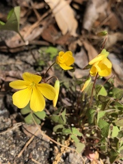 Oxalis colorea