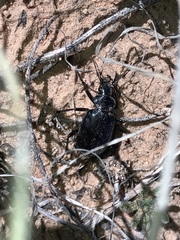 Calosoma peregrinator