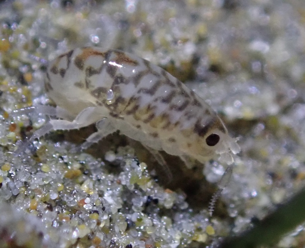 Megalorchestia benedicti