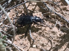 Calosoma peregrinator