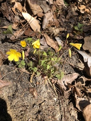 Oxalis colorea