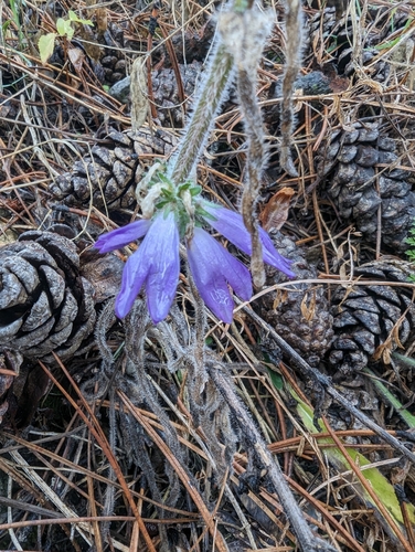 Image of Campanula spicata by (c) Denis Bastianelli, some rights reserved (CC BY)