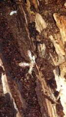 Reticulitermes lucifugus