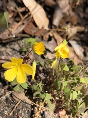 Oxalis colorea