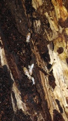 Reticulitermes lucifugus