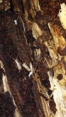 Reticulitermes lucifugus