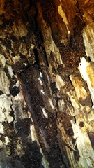 Reticulitermes lucifugus