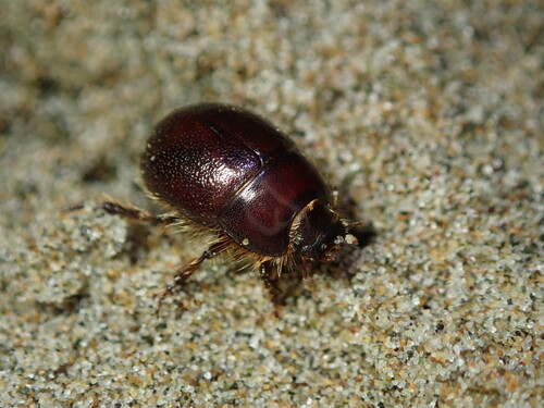 Globose Dune Beetle photo 2