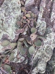 Opuntia polyacantha juniperina