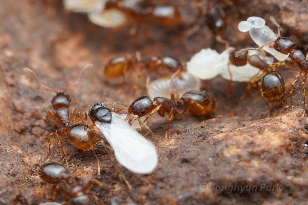 Temnothorax nitens