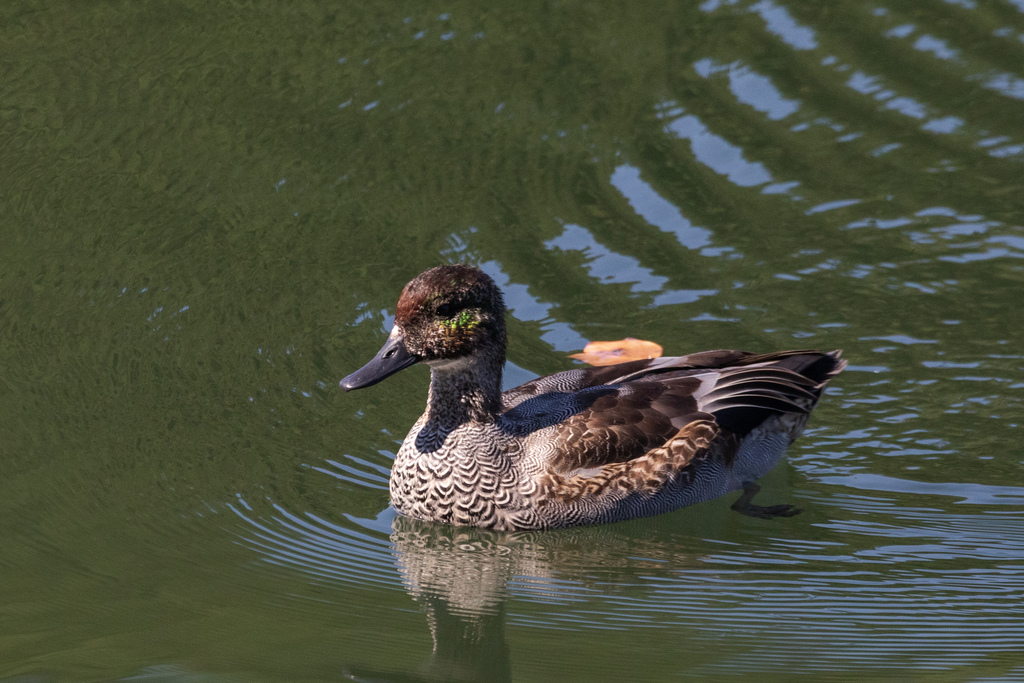 Falcated Duck in October 2023 by Kalvin Chan · iNaturalist