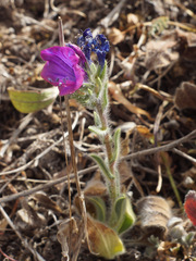 Echium bonnetii