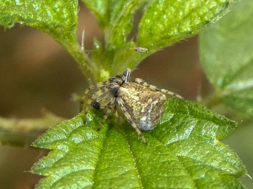 Conical Trashline Orbweaver, 9747 AG Groningen, Netherlands, photo 8 of 10