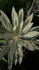 Espeletia grandiflora