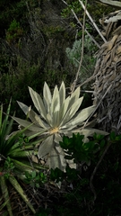 Espeletia grandiflora