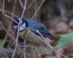 Cyanistes teneriffae teneriffae