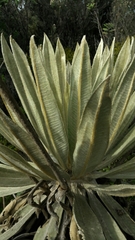 Espeletia grandiflora