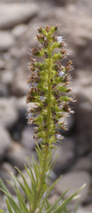Echium