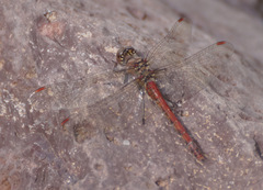 Sympetrum nigrifemur