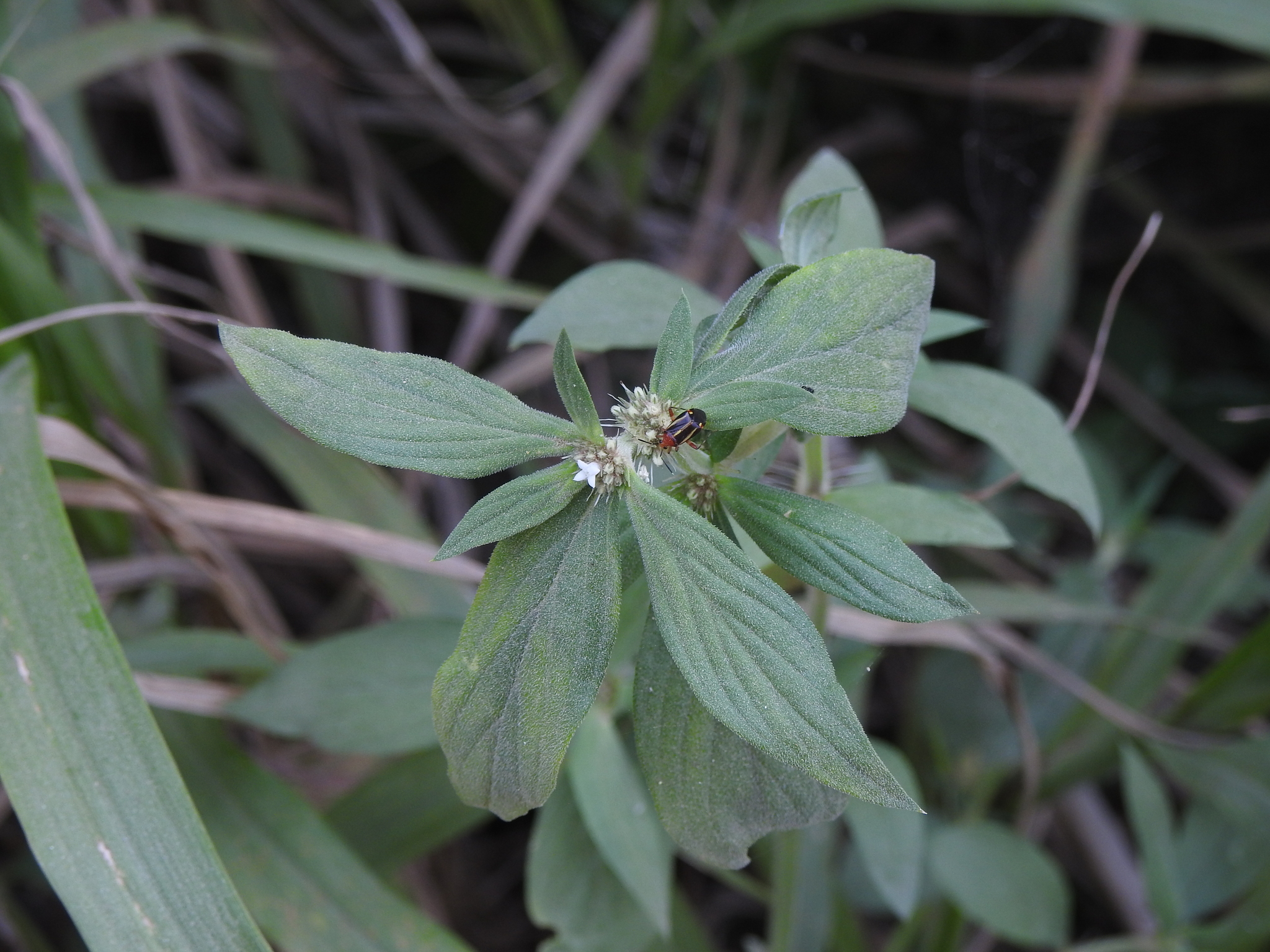 Spermacoce affinis
