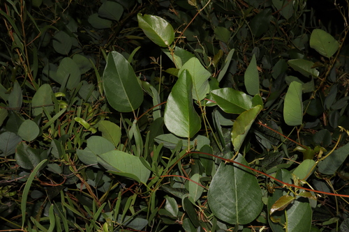 Image of Kennedia nigricans by (c) Thomas Mesaglio, some rights reserved (CC BY)