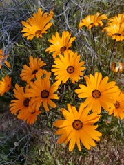 Dimorphotheca sinuata