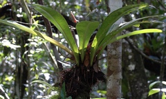 Philodendron insigne