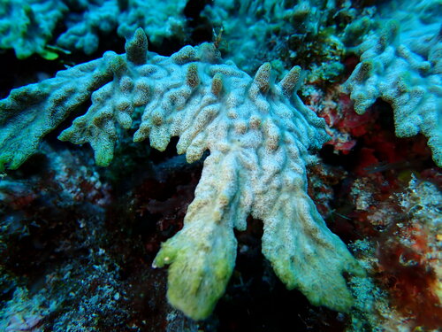 Cladophoropsis vaucheriiformis observed 2023-10-25