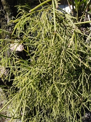 Rhipsalis teres