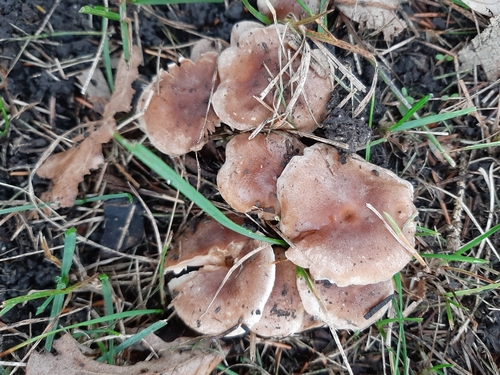 Hebeloma excedens