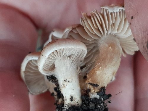 Hebeloma excedens (Photo 2 of 5)