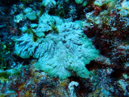 Cladophoropsis vaucheriiformis observed 2023-10-25