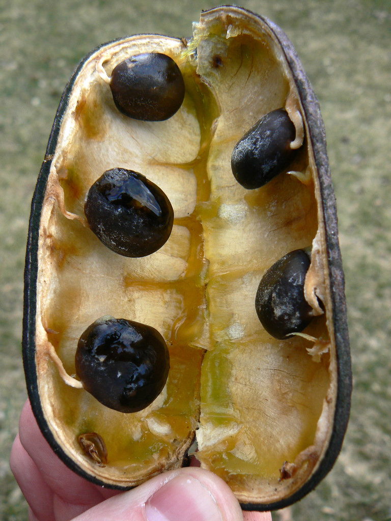 Gymnocladus