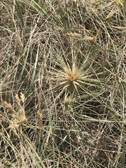 Spinifex sericeus