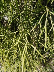Rhipsalis teres