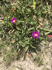 Carpobrotus glaucescens