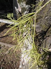 Rhipsalis teres