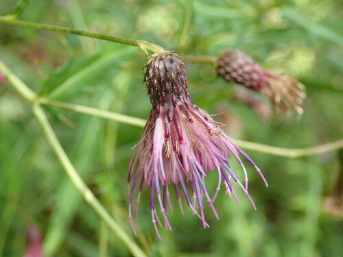 Cirsium nagisoense iNat (1)