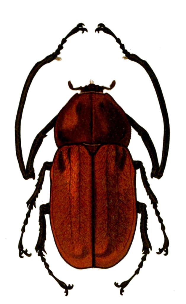 Euchirus