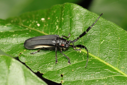 Spathoptera albilatera