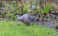 Columba palumbus