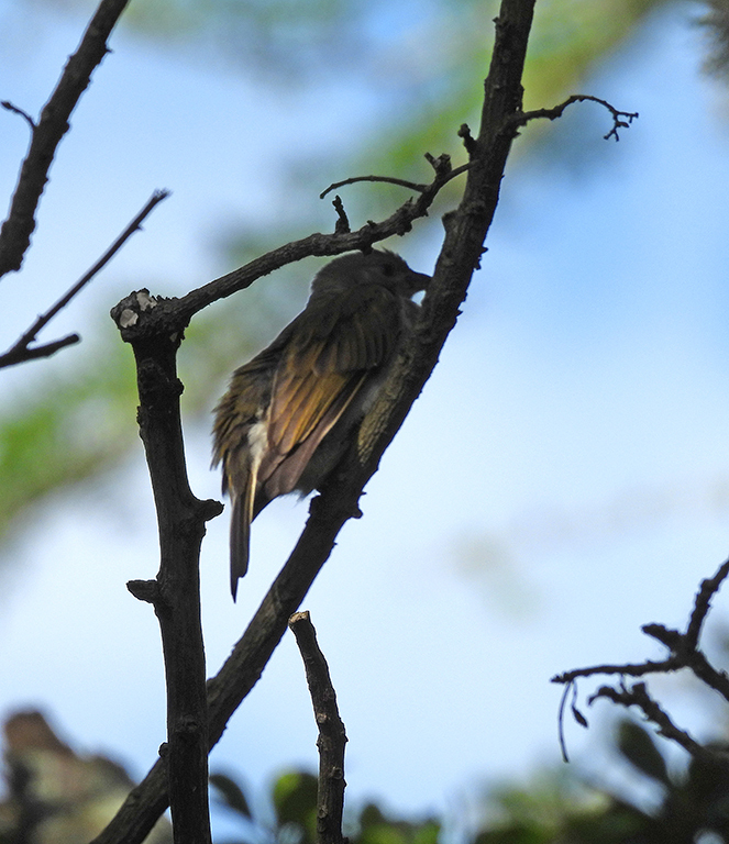 Lesser Honeyguide Lesser Honeyguide from Home on October 23, 2023 at 07:48 AM by ...