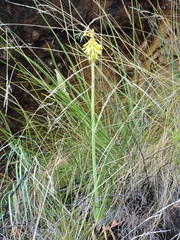 Kniphofia stricta