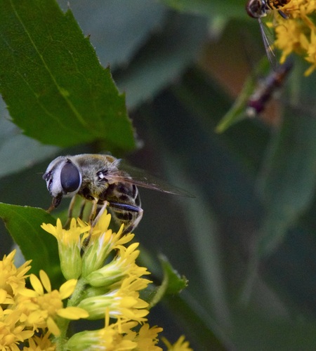 Yellow-shouldered Drone Fly photo 5